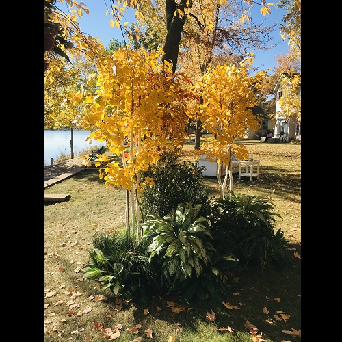 Outdoor Rent-A-Woods - Artificial Trees & Floor Plants - Fall Colors tree rentals for weddings 